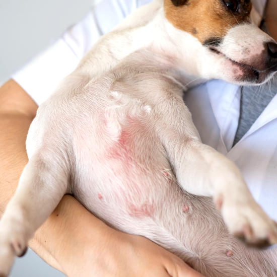 Red rash on belly of a Jack Russell dog as a result of allergies