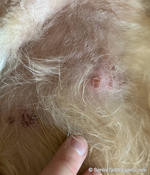 bald patches, redness and scabs on dog skin