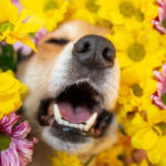 dog sneezing in the middle of flowers