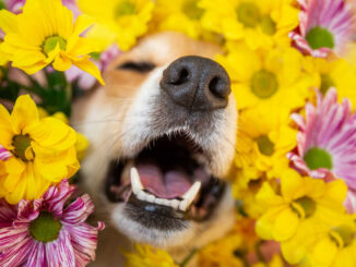 dog sneezing in the middle of flowers