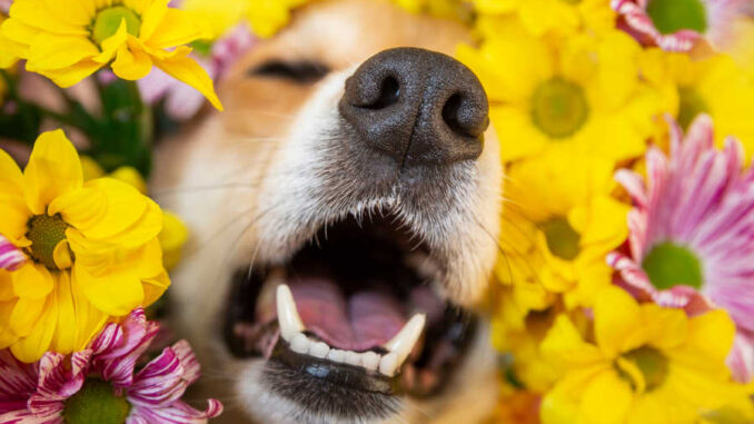 dog sneezing in the middle of flowers