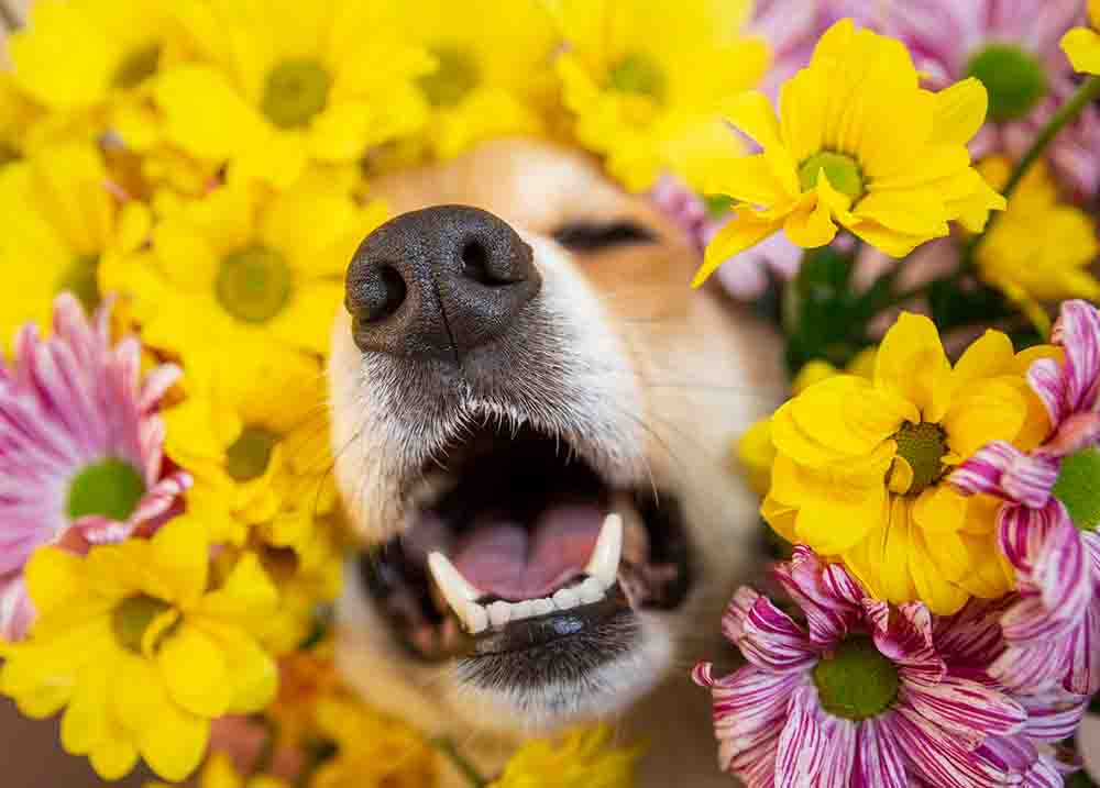 dog in flowers