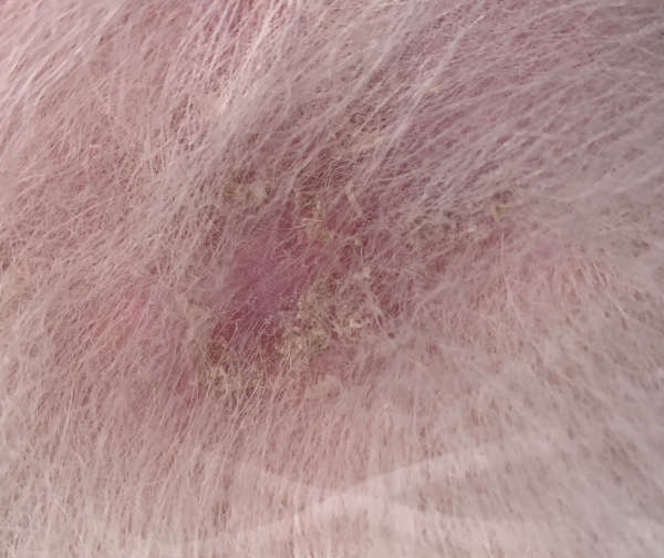 dry flaky skin and scabs from environmental allergies on a dog skin