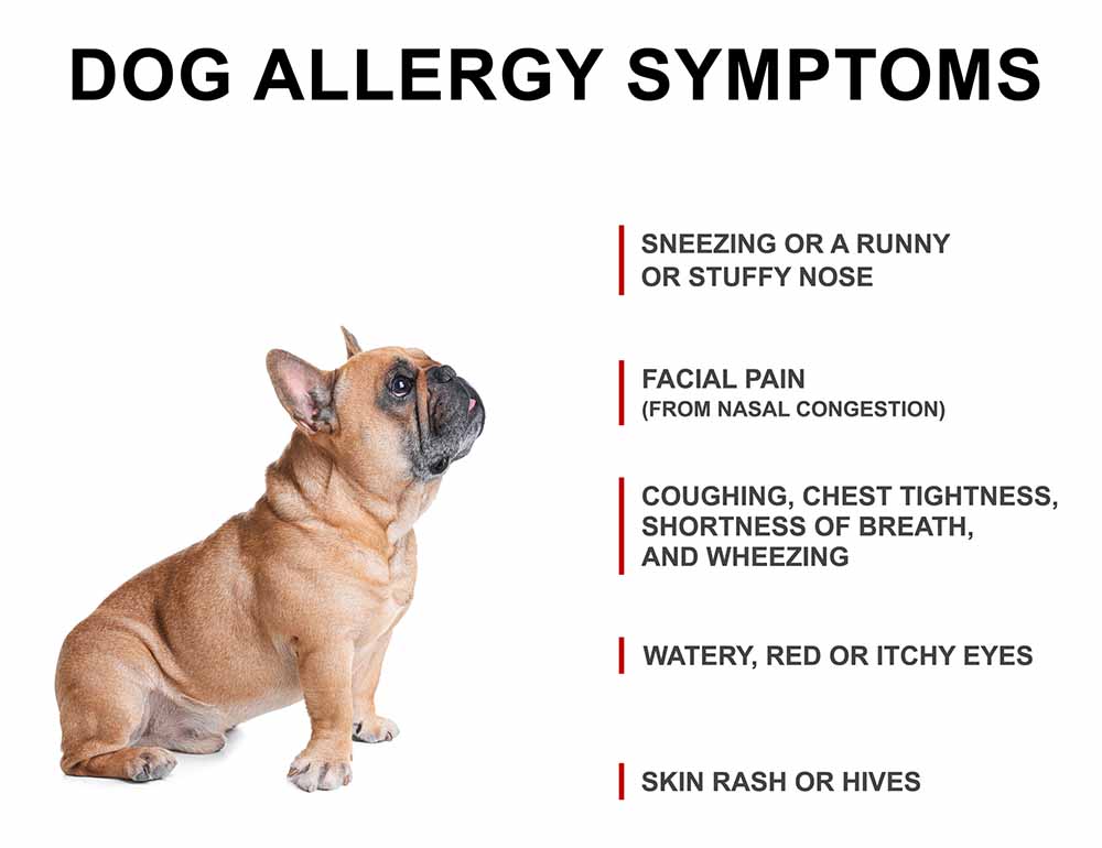 list of allergy symptoms in dogs, including sneezing