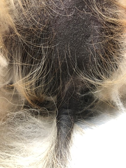 alopecia X in a pomeranian