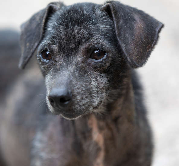 blackened skin and bald patchy areas on dog with alopecia / dermatitis