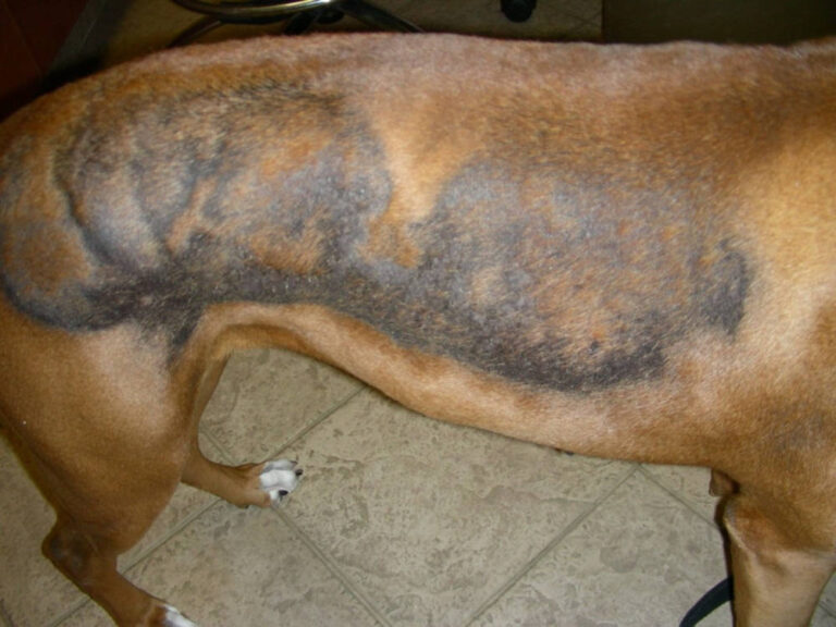 Black Spots in Dogs Due to Cyclical Flank Alopecia and Alopecia X