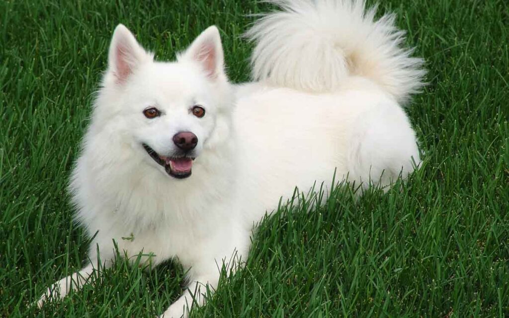 american eskimo on grass