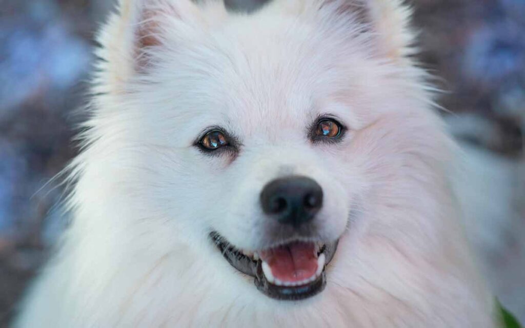 very fluffy american eskimo dog