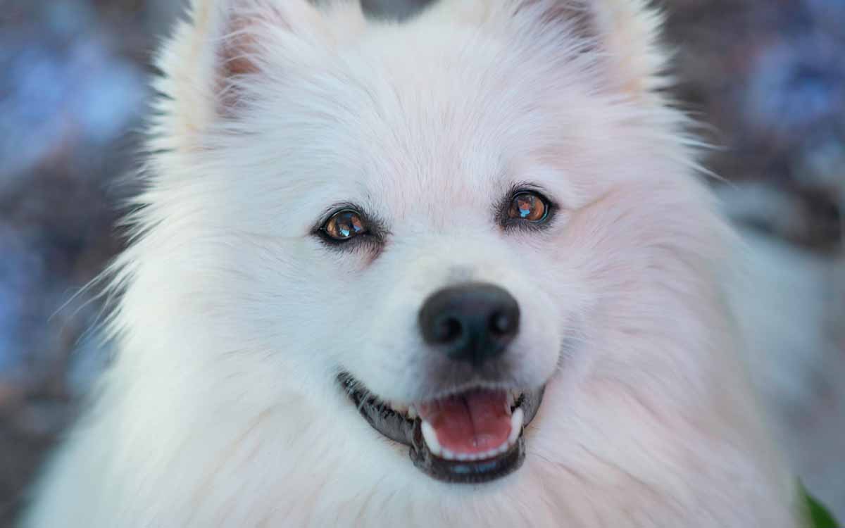 what dog is white and fluffy