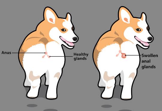 illustration comparing healthy and swollen anal glands in a dog