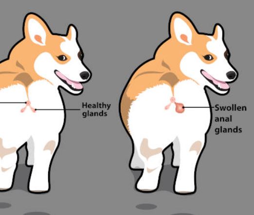 illustration showing the difference between normal and infected or swollen anal glands