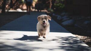 Puppy Has Diarrhea But Still Playful: 4 Solutions From a Vet