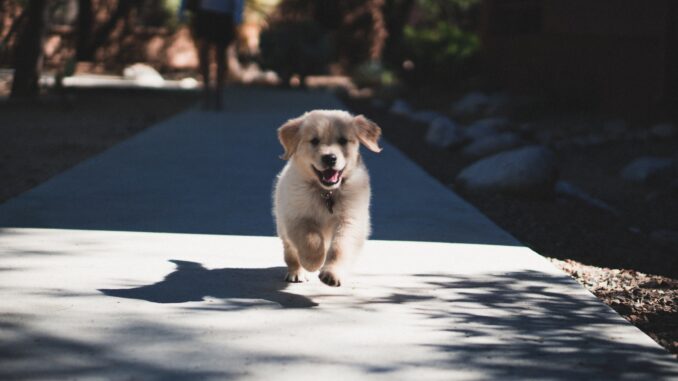 playful puppy running