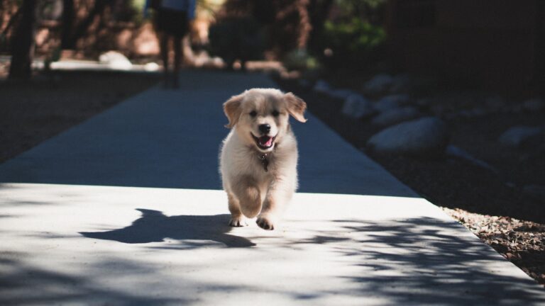 Puppy Has Diarrhea But Still Playful: 4 Solutions From a Vet