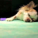 Anesthesia and Older Dogs