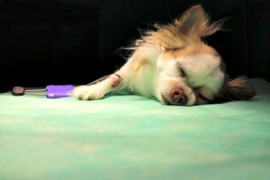 Anesthesia and Older Dogs