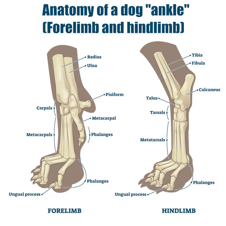 dog ankle anatomy