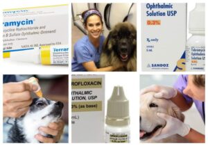 Best Antibiotics to Fight Eye Infections in Dogs (Pros and Cons)