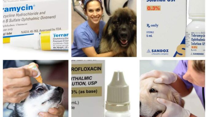collage of veterinary images with antibiotics for dog eye infections