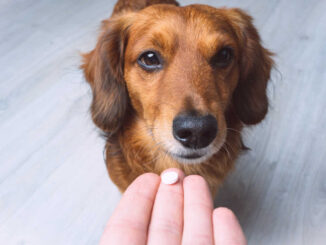 dog is given a pill by owner