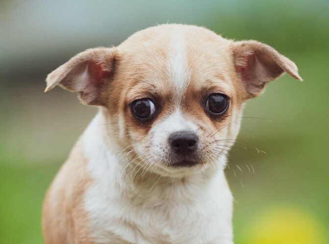 chichuahua who appears to be shaking with anxiety