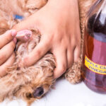 bottle of apple cider vinegar next to a dog with an ear issue