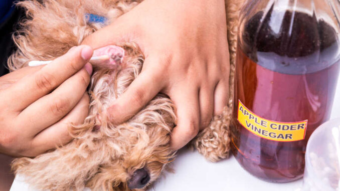 Apple cider vinegar ear wash for dogs sale