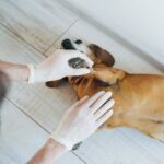 Armpit Rash on Dog: Our Vet Shares Top Reasons & What to Do
