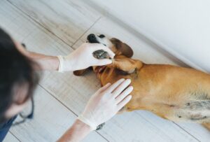 Armpit Rash on Dog: Our Vet Shares Top Reasons & What to Do