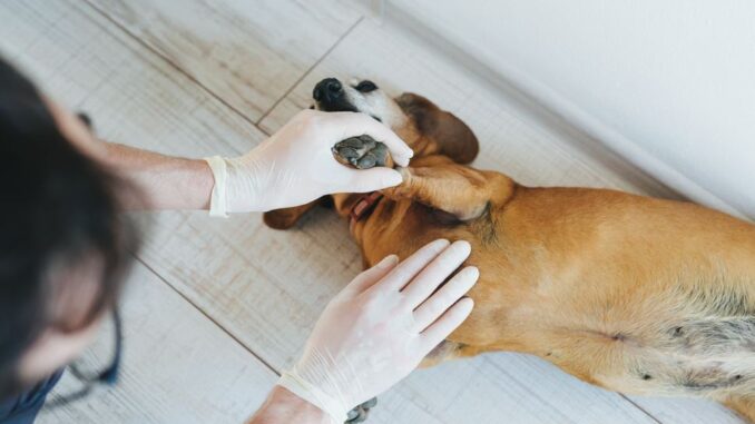 vet examining a dog's armpit for possible rash