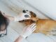 vet examining a dog's armpit for possible rash