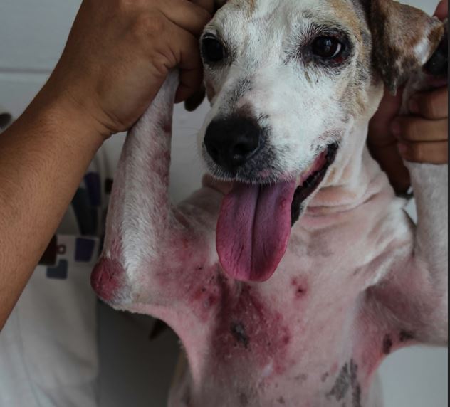 dog with severe case of armpit rash