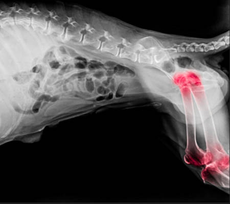dog xray showing signs of arthritis