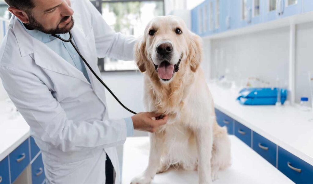 labrador dog at the vet