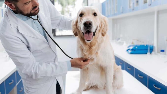 dog at the vet