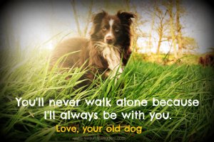 Old dog quote. You'll never walk alone.