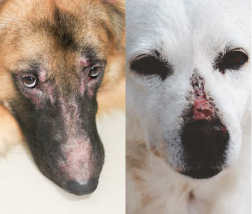 collage of 2 photos showing dogs with skin issues as a result of autoimmune disease
