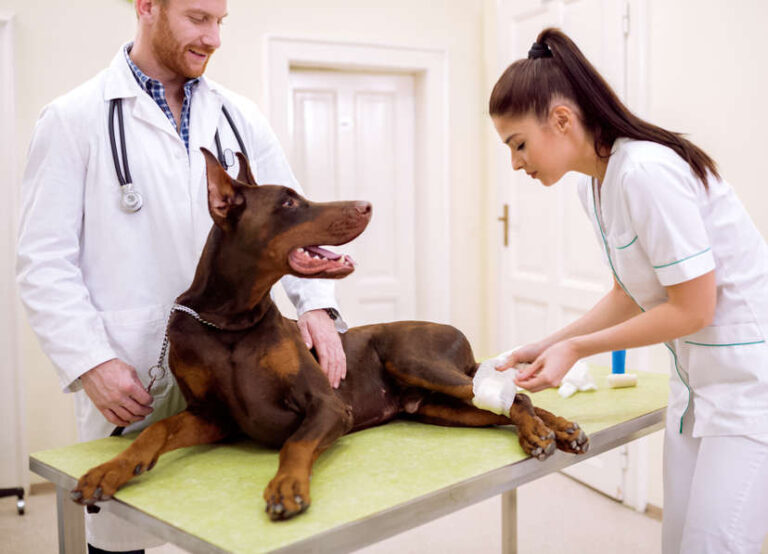 Pictures of Tumors on Dog Legs – With Veterinarian Info