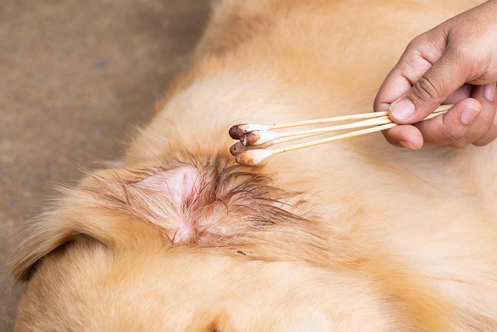 dog ear cleaning with cotton swabs