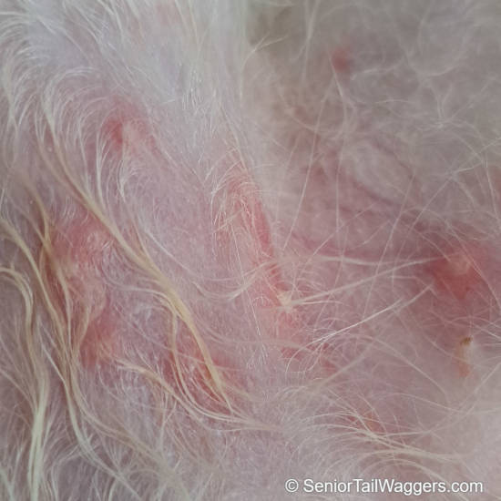 bacterial infection on dog skin with redness and irritation