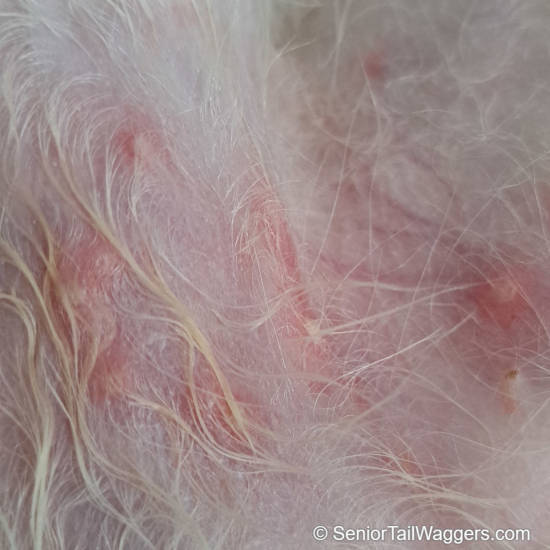 Dog Bacterial Skin Infections [With Pictures & Vet Advice]