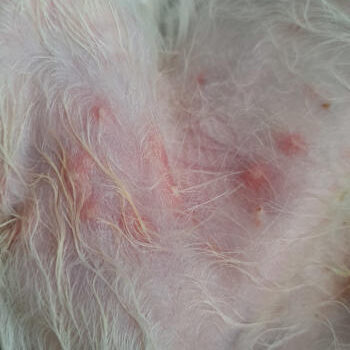 Bacterial infection causing pustules and redness on a dog's belly