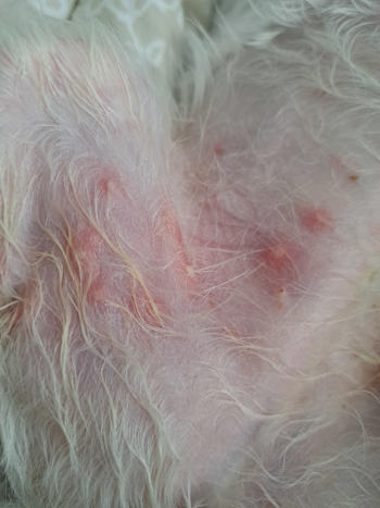 bacterial infection causing pustules, redness and scabs on a dog's belly
