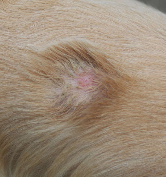 bacterial infection wound on long fur dog skin cause falling hairs and wet skin