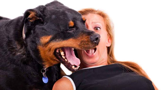Why Does My Older Dog Have Bad Breath