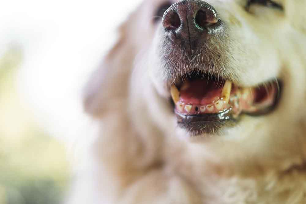 senior dog with mouth open