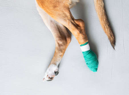 green bandage around a dog's paw to protect from wound licking