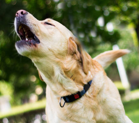 dog barking in a park