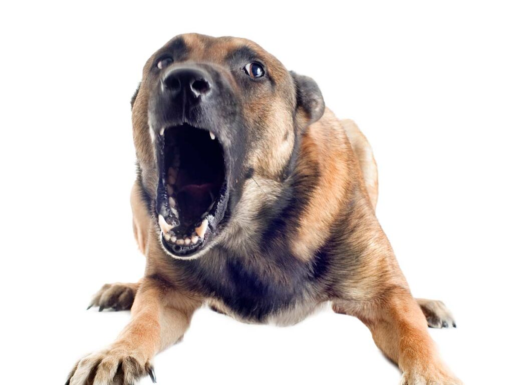 dog barking